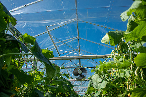 Using vents, apex seals and fans to help manage the glasshouse environment